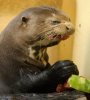 seal eww.jpg