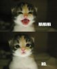 cat.jpg