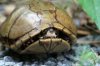 turtle.jpg