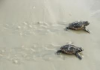 turtle.png