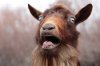 upload_2016-11-19_13-2-18.jpeg