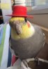 upload_2025-7-29_11-58-25.jpeg