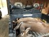 IMG_2235.jpeg