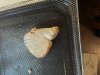 IMG_0277.jpeg