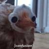 confusion.gif