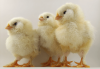 chicks.png