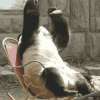 8B88660C-170C-404A-9E6D-2E4C189F530A.gif