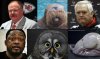 nfl-coaches-animals-590x350.jpg