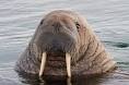 IAmTheWalrus