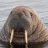 IAmTheWalrus