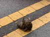 IMG_4699.jpeg