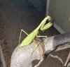 Mantis Pic.jpg