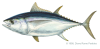 tuna_bigeye.png