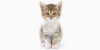 031A8243-05C2-41B3-8DE3-BEFB4D5C0DCD.png