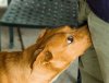 dog sniff.jpg