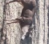 deer 2.jpg