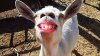 upload_2022-4-30_22-25-22.jpeg